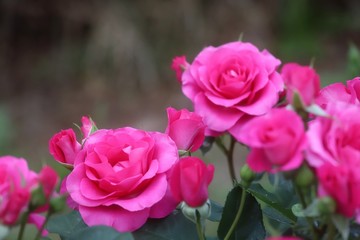 馬見丘陵公園の薔薇