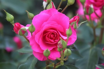 馬見丘陵公園の薔薇