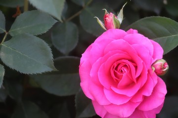 馬見丘陵公園の薔薇