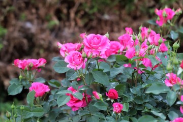 馬見丘陵公園の薔薇