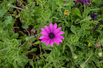 Aerial view of a beautiful purple and violet African daisy on a green background of grass and vegetation.