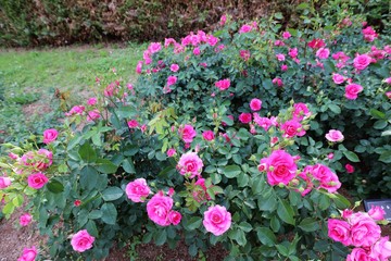馬見丘陵公園の薔薇