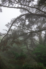 Branches of pines and other trees in the forest full of vegetation on a foggy day. Landscape of Galicia, Spain.