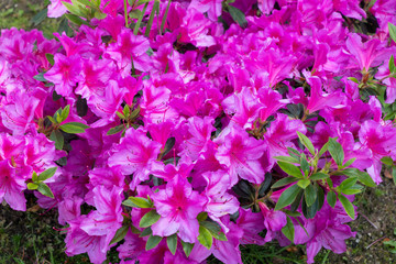 Obraz na płótnie Canvas Nice group of purple and pink petunias flowers in a garden.