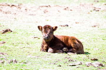 highland calf