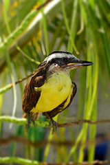 Bem-te-vi