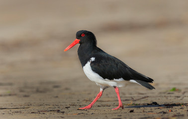 Pied Oystercatcher bird walking on beach