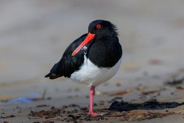 Pied Oystercatcher