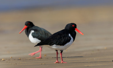 Pied Oystercatcher pair