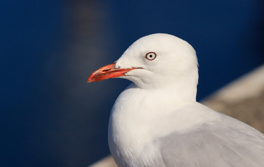 Silver Gull portrait
