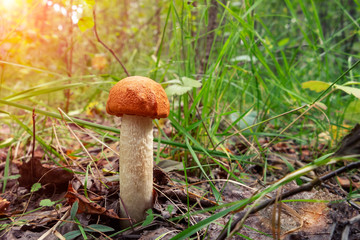 beautiful little mushroom Leccinum known as a Orange birch bolete, growing in a forest at sunrise- image