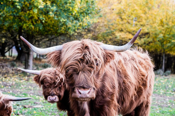 Vache marron aux poils longs et longues cornes	