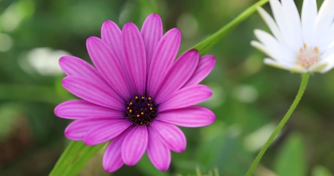 Beautiful Purple Cape Marguerite Flower, Van Staden's River Daisy Or Star Of The Veldt (Dimorphotheca Ecklonis, Osteospermum). Close Up View (Macro Shot) - DCi 4K Resolution
