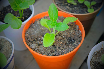 A small bush of young petunia in an orange pot. Growing petunia through seedlings.