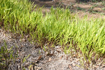 Hakonechloa macra / Japanese forest grass