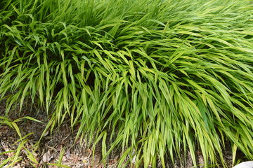 Fototapeta premium Hakonechloa macra / Japanese forest grass