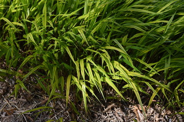 Hakonechloa macra / Japanese forest grass