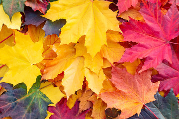 Naklejka na ściany i meble multicolor autumn maple leaves, full frame, beautiful autumn background, texture - image
