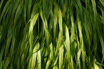 Hakonechloa macra / Japanese forest grass