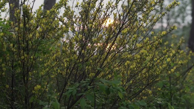 Bushes Chamaecytisus ruthenicus with yellow flowers against the backdrop of the rising sun over the lake. Smooth camera movement.