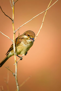 Bird casting a pellet. Bird behavior. Pellet. Orange background. Red backed Shrike Lanius collurio