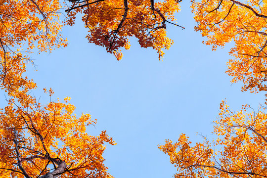 View from below on the tops of aspens in the autumn forest against the blue sky, colorful autumn landscape with copy space - image