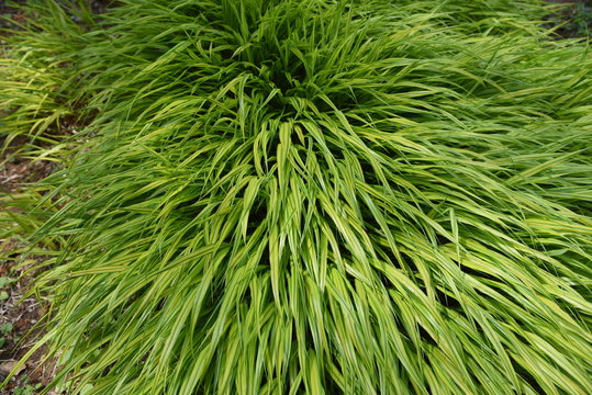 Hakonechloa macra / Japanese forest grass