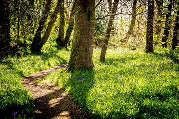 path in the forest