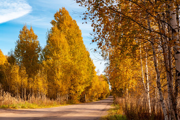 Autumn landscape - a rural road with golden birch trees on the roadside - Image