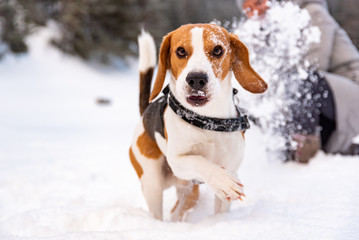 Beagle dog first time on snow with owner.