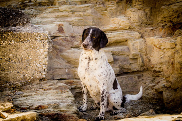 dog in the park