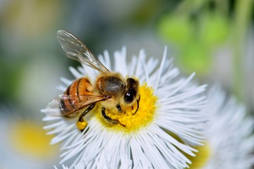 Honey bee busy pollinating a Daisy Fleabane wildflower in Houston, TX. - obrazy, fototapety, plakaty