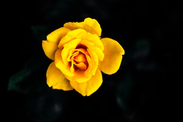 Yellow Rose