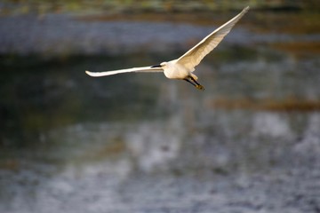 Water fowl