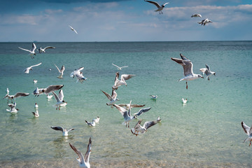 Seagulls are float and fly over the sea surface