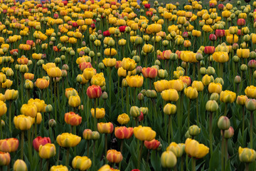 Tulip festival in Ottawa, Ontario. Tulip field. 