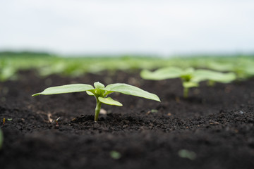 Farmer field with small young sprouts of sunflower