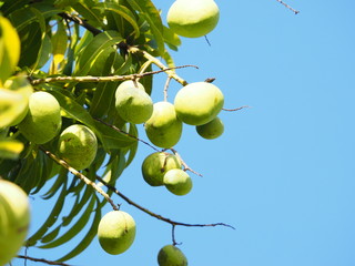 Many fruits of green mango on the tree.