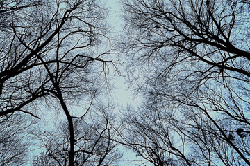 trees in winter