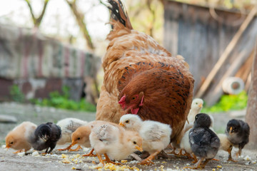 Close up yellow chicks on the floor , Beautiful yellow little chickens, Group of yellow chicks