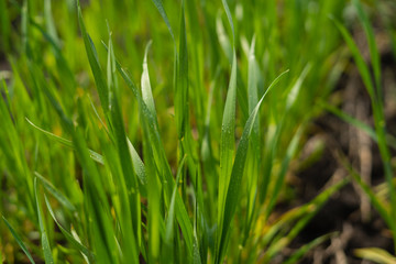 Young sprouts of wheat, closeup view field