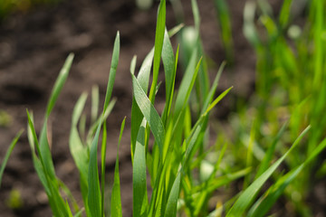 Young sprouts of wheat, closeup view field