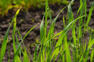 Young sprouts of wheat, closeup view field