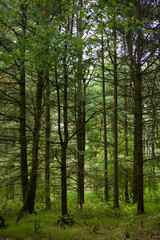 Fototapeta premium trees in the forest