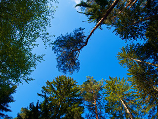 Baum wipfel im Pfälzer Wald 