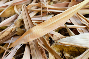 Close up Texture of Yellow dry bamboo leaves and other Dry leaf that fall on the ground.