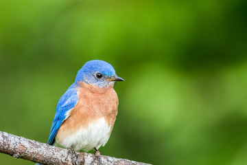 Eastern Bluebird Male, Sialia Sialis, perched on a branch in early Spring