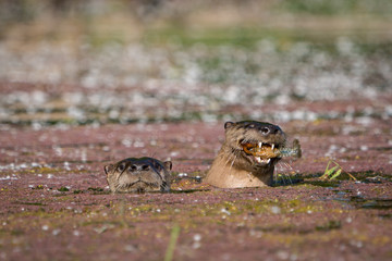 Two river otters swimming together