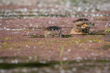 Two river otters swimming together