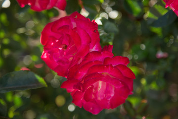 A Beautiful Red Flower Rose